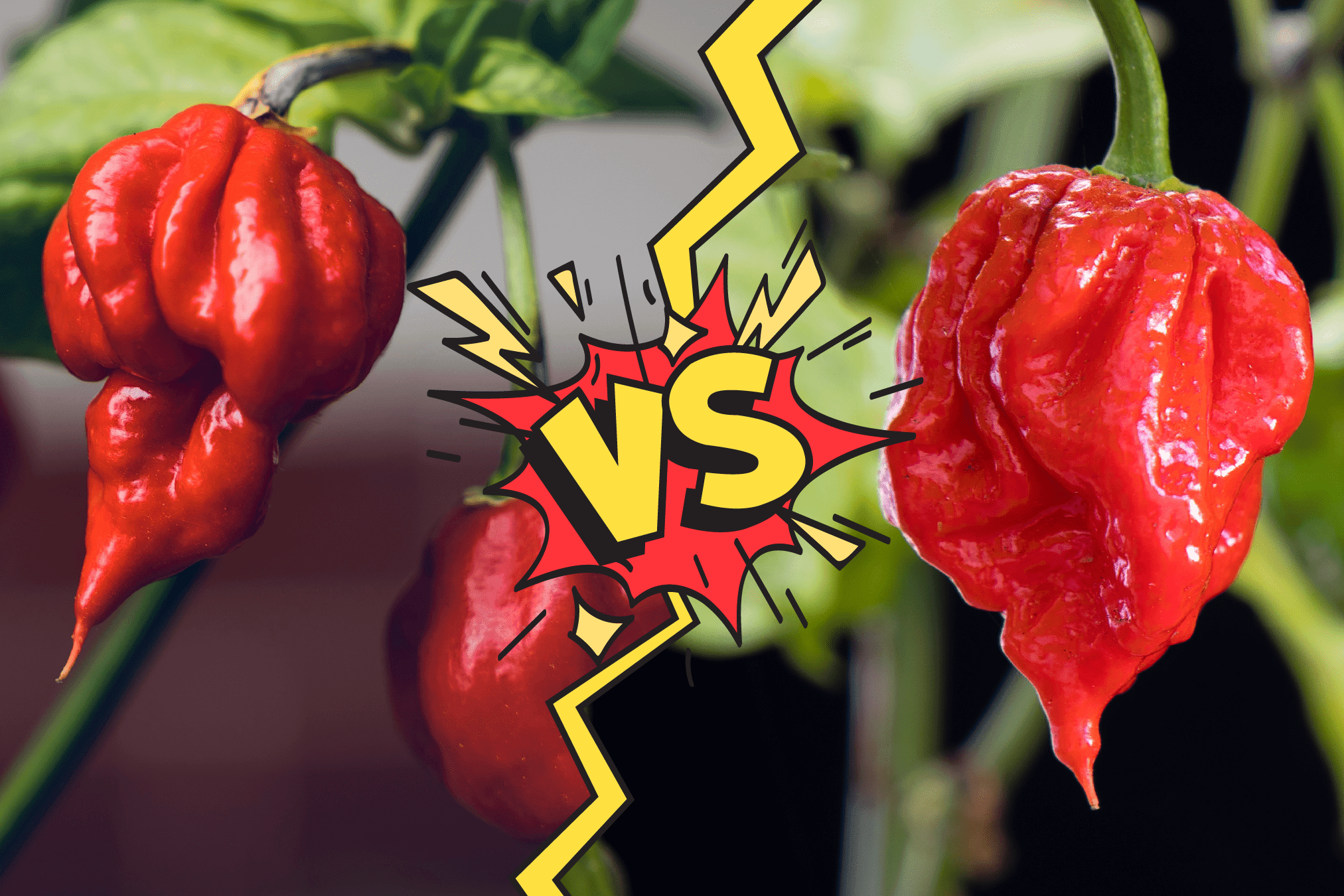 Carolina Reaper vs Trinidad Moruga Scorpion: A Guide to the World's Hottest  Chilli Peppers