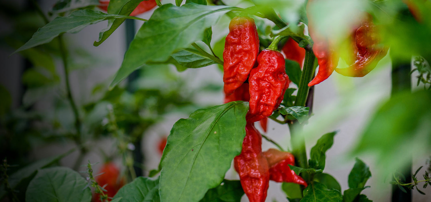 Fresh Chilli