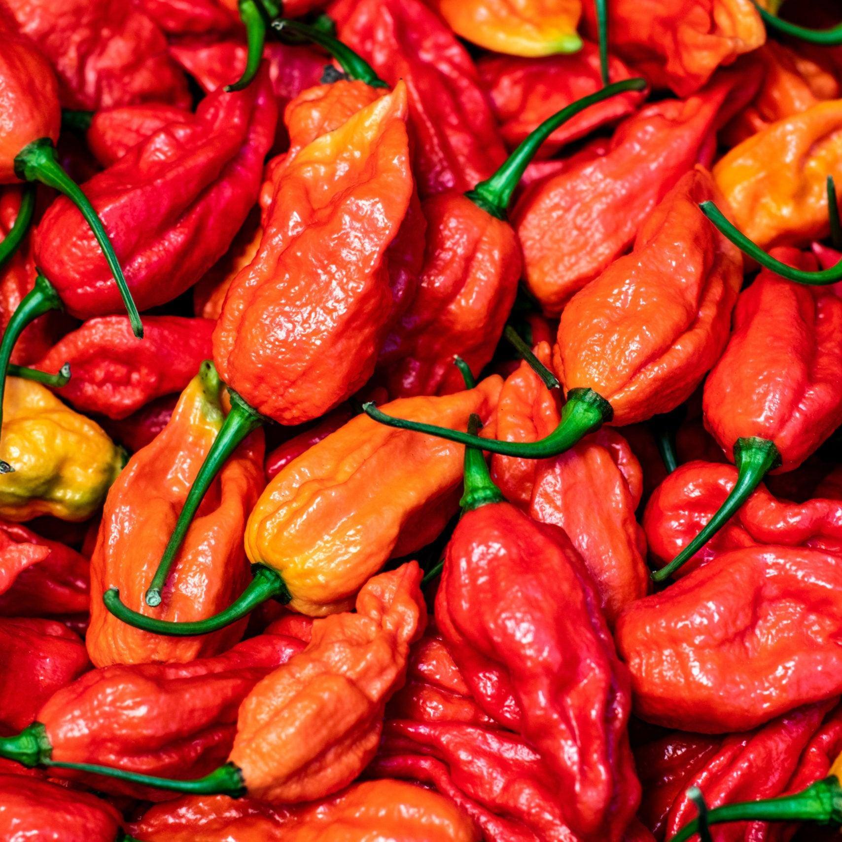 Fresh Bhut Jolokia Chilli | 1kg | Chilli Mash Company | Ghost Pepper - One Stop Chilli Shop