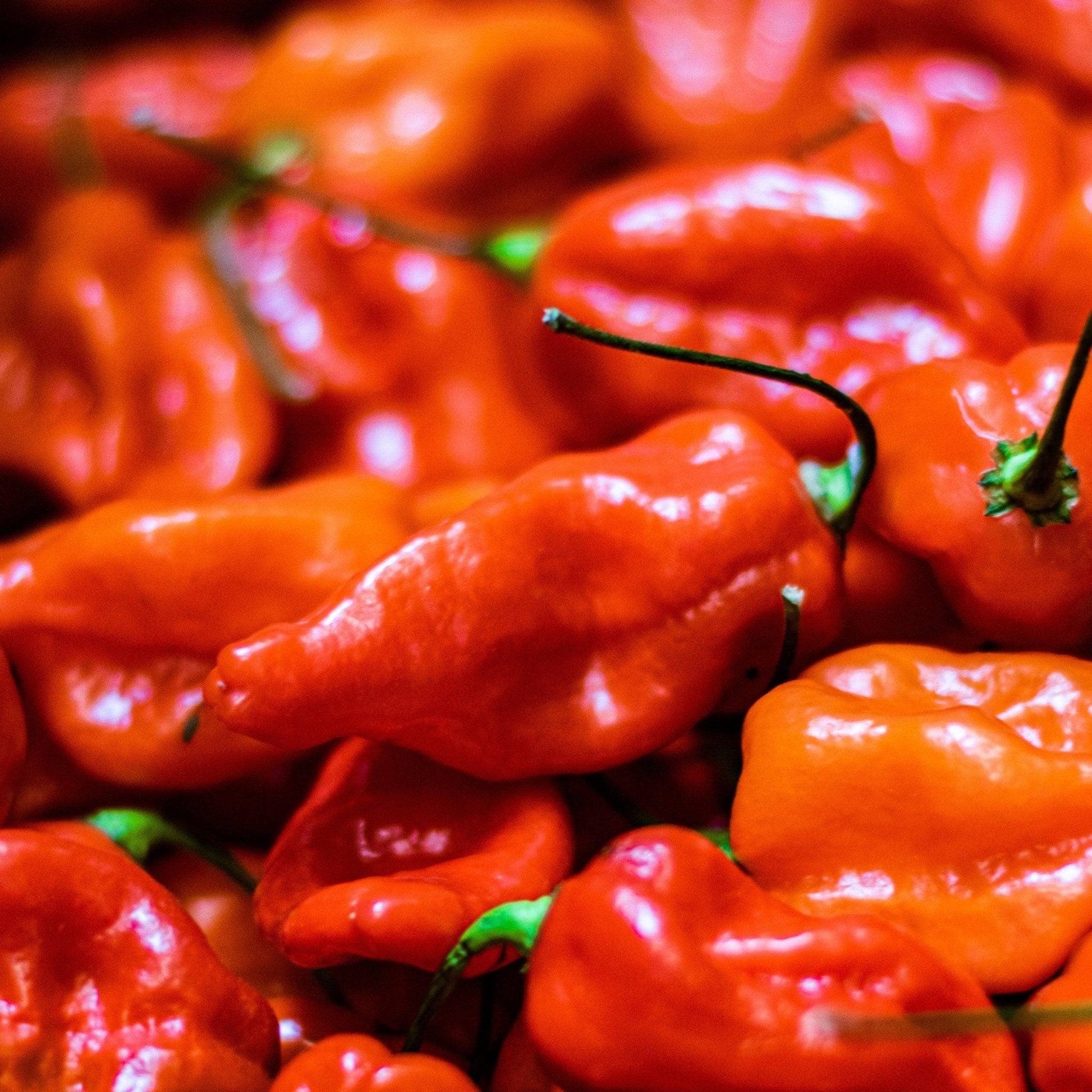 Fresh Naga Chilli | 500g or 1kg | Chilli Mash Company - One Stop Chilli Shop