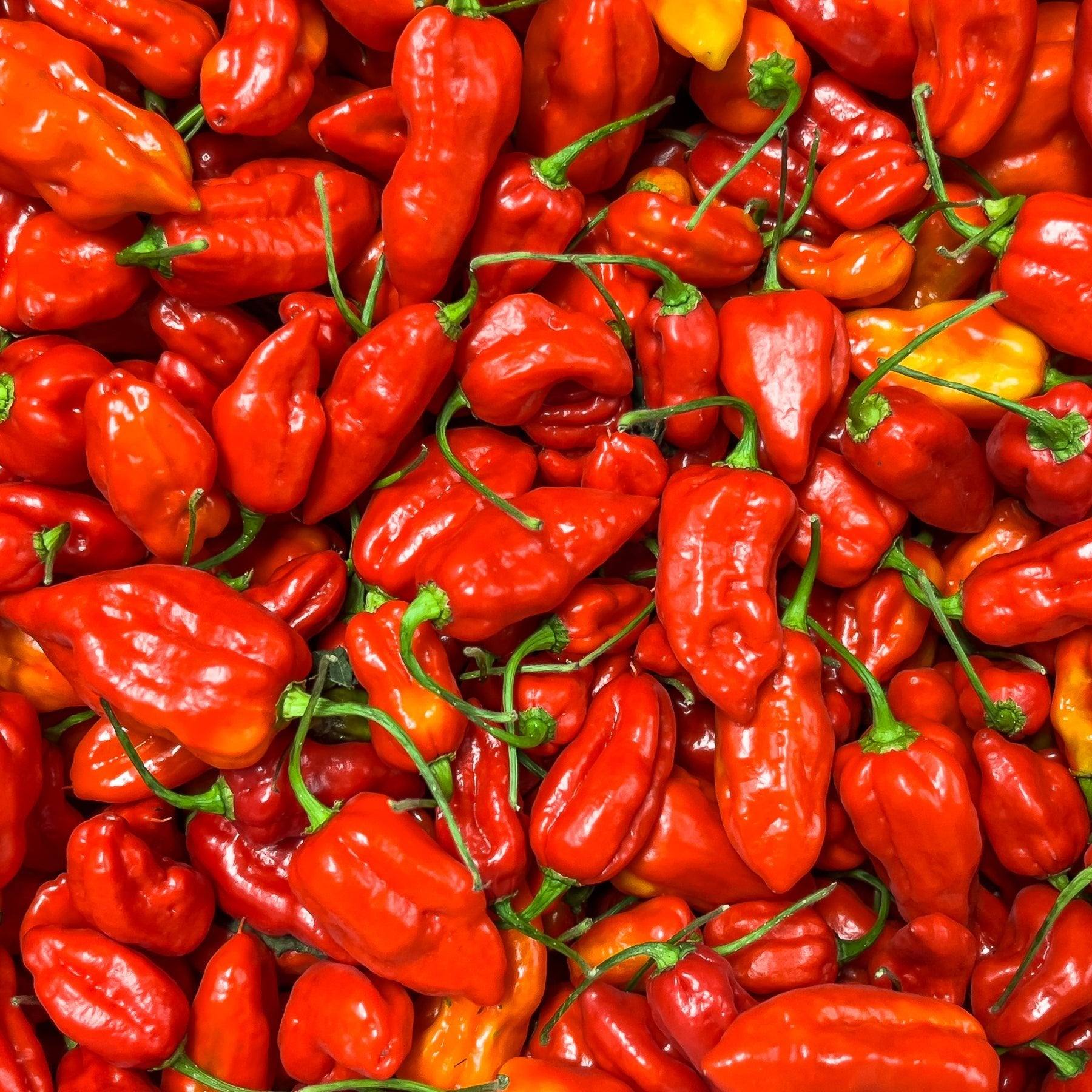 Fresh Naga Chilli | 500g or 1kg | Chilli Mash Company - One Stop Chilli Shop