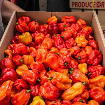 Fresh Scotch Bonnet Chilli | 250g - 500g | Chilli Mash Company - One Stop Chilli Shop