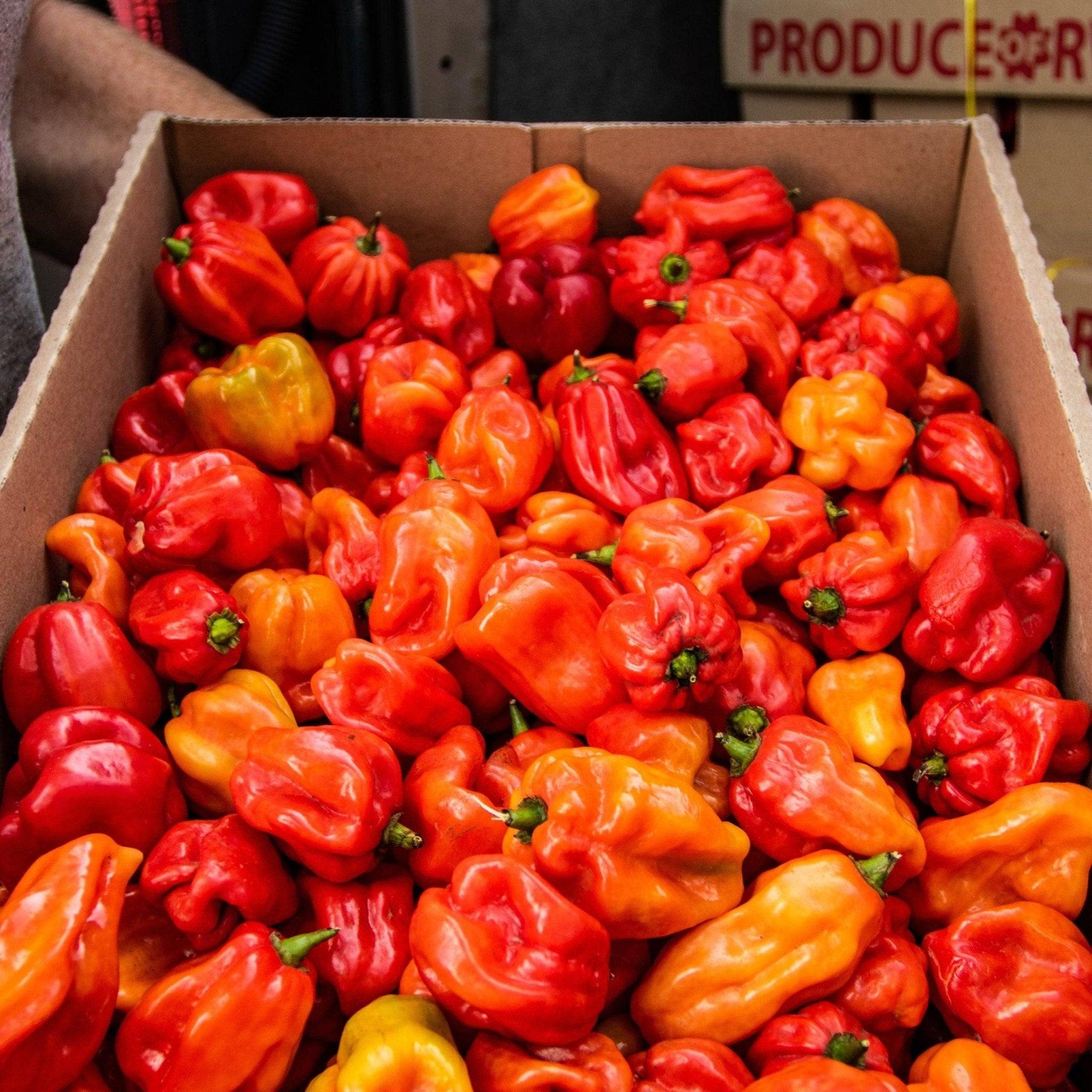 Fresh Scotch Bonnet Chilli | Box of 4kg | Chilli Mash Company - One Stop Chilli Shop