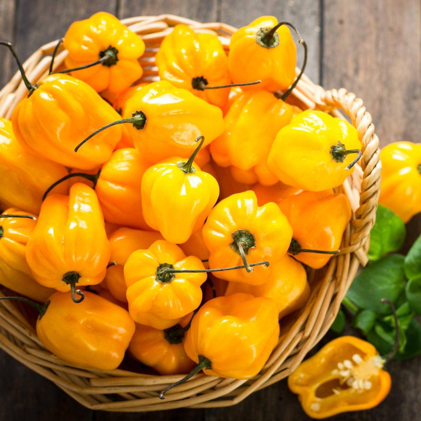 Yellow Habanero Chilli | 250g/500g/1kg | Chilli Mash Company - One Stop Chilli Shop