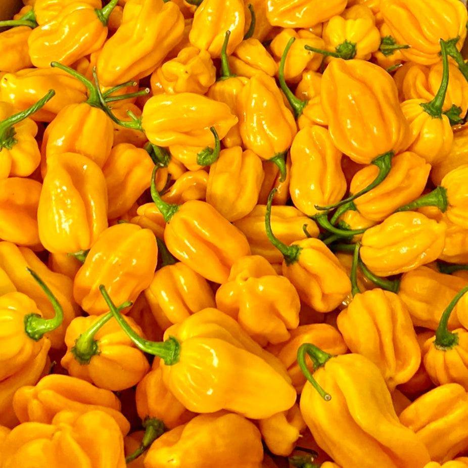 Yellow Habanero Chilli | 250g/500g/1kg | Chilli Mash Company - One Stop Chilli Shop