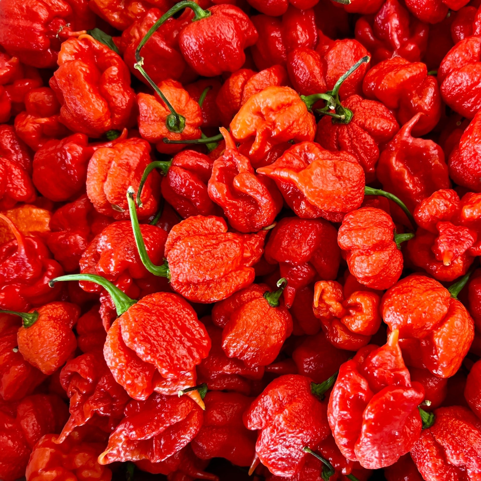 Fresh Carolina Reaper Chilli | Chilli Mash Company | World's Hottest Chilli - One Stop Chilli Shop