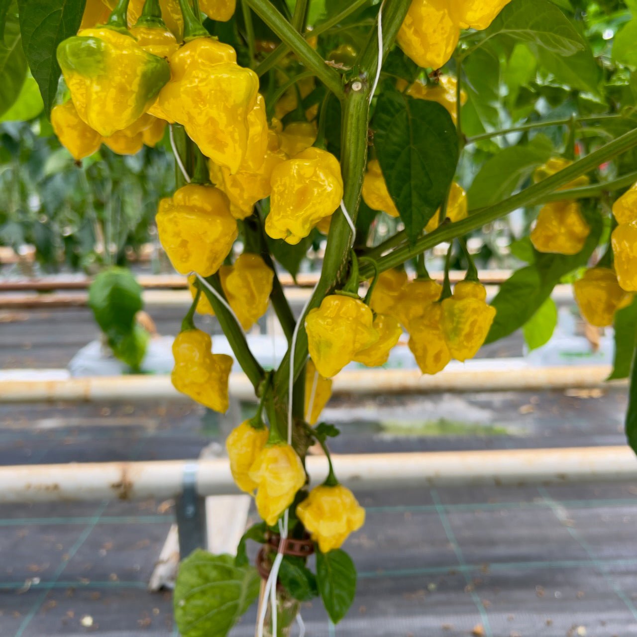 Yellow Bumpy Habanero Chillies | 1kg | UK Grown | Premium Quality & Fiery Heat - One Stop Chilli Shop