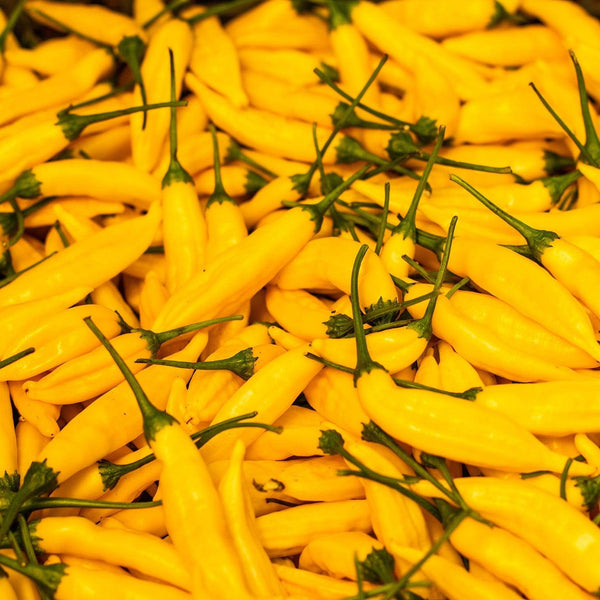 Fresh Aji Limon Pepper 1kg Chilli Mash Company Lemon Drop Chilli