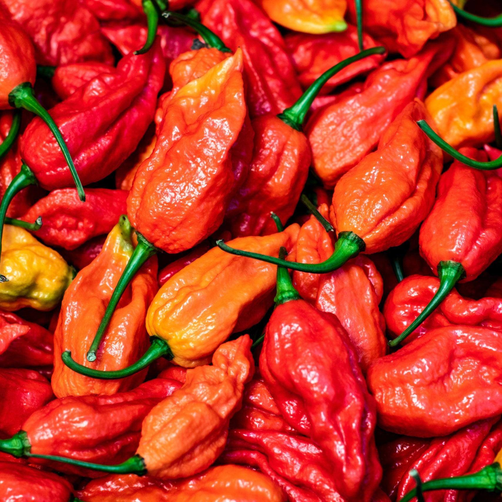 Fresh Bhut Jolokia Chilli | 1kg | Chilli Mash Company | Ghost Pepper - One Stop Chilli Shop