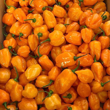 Orange Habanero Chillies | 1kg | Chilli Mash Company - One Stop Chilli Shop