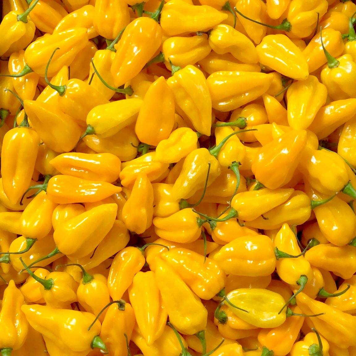 Yellow Naga Chilli | 1kg | Chilli Mash Co. | Limited Stock - One Stop Chilli Shop