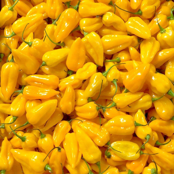 Fresh Yellow Naga Chilli 1kg Chilli Mash Co. Limited Stock